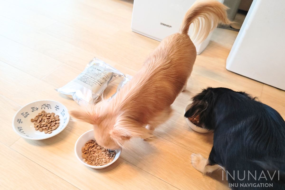 吉岡油糧　フレーク粒を食べる愛犬 (10)